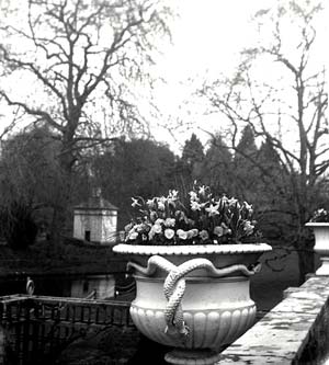 Daffodils at St. Fagans