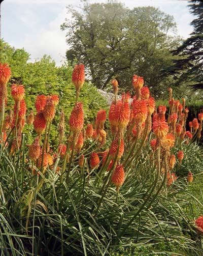 Red Hot Pokers